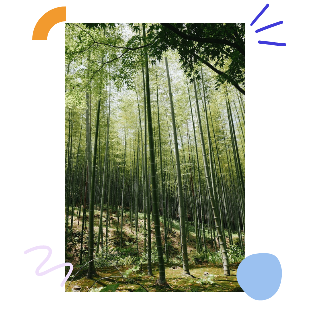 A photo of bamboo trees in a forest.